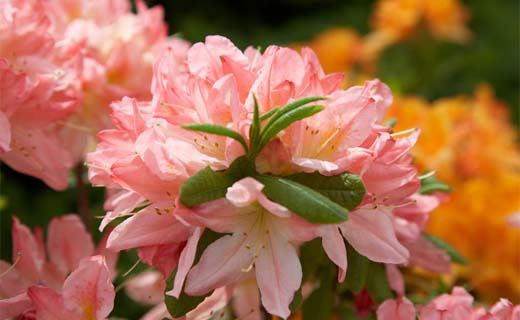 Tuintips voor de laatste week van mei