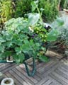 Uw tuin in de vierde week van september