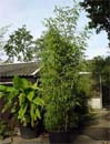 Bamboe als kuipplant