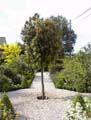 Wintergroene bomen