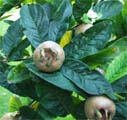 Vruchtbomen voor de kleine tuin