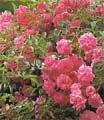 Rozen planten
