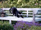 Uw tuin in de tweede week van oktober