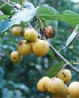 Uw tuin in de derde week van oktober