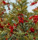 November: Hagen met prachtige bessen
