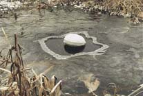 Vijver en vissen gezond de winter door