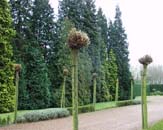 Uw tuin in de eerste week van december