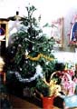 Haal een echte kerstboom in huis