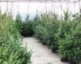 Uw tuin in de derde week van december