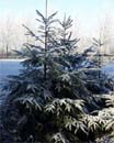 Uw tuin in de vierde week van december
