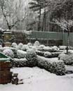 De tuin in de eerste week van februari