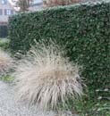 Uw tuin in de derde week van maart