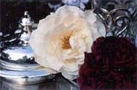 Rozen in maart
