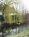 De tuin eind maart, begin april