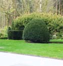 De tuin in de derde week van april