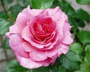 Rozen in april