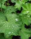 De tuin in de eerste week van juni