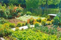 De moestuin in juni