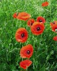 Uw tuin in de tweede week van juni
