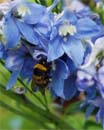 Uw tuin in de vierde week van juni