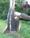 Uw tuin eind juni begin juli