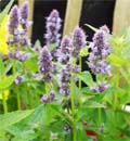 Blauwe bloemen in de border