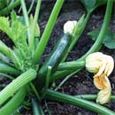 De moestuin in juli