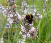 Uw tuin in de laatste week van juli