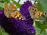 Uw tuin in de eerste week van augustus