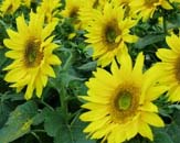 Uw tuin in de derde week van augustus