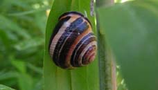 Slakken in de tuin