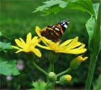Uw tuin in de vierde week van augustus