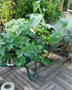 Uw tuin in de vierde week van september