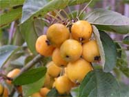 Uw tuin in de eerste week van oktober