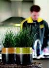 Woonplant van de maand oktober: Juncus pencilgrass
