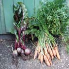 De moestuin in oktober