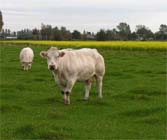 Uw tuin in de vierde week van oktober
