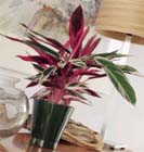 Woonplant van de Maand november
