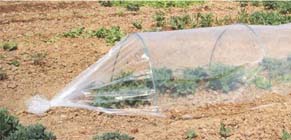 De moestuin in november