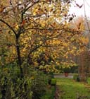 Uw tuin in de vierde week van november