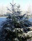 Uw tuin in de vierde week van december