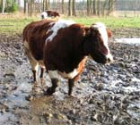 Uw tuin eind december