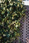 Groene muren en wanden