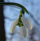 Uw tuin in de eerste week van februari