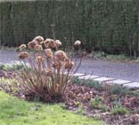 Uw tuin in de vierde week van februari
