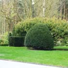 De tuin in de derde week van april