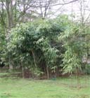 Uw tuin in de laatste week van april