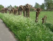 Uw tuin in de eerste week van mei