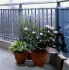 Vrolijke planten op het voorjaarsbalkon