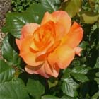 Uw tuin eind mei begin juni